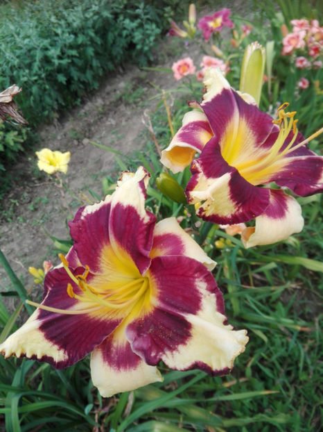  - hemerocallis 2019