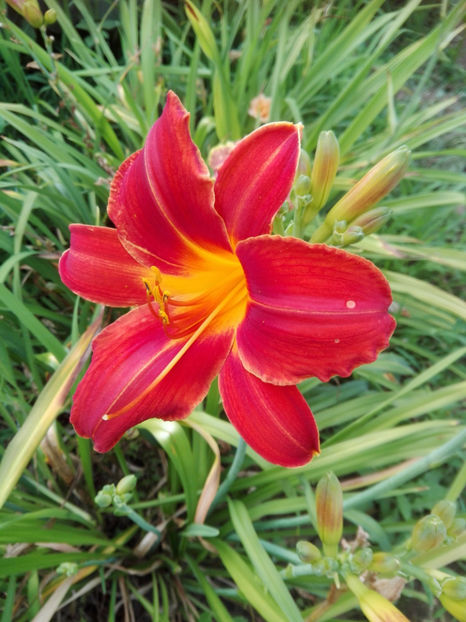  - hemerocallis 2019