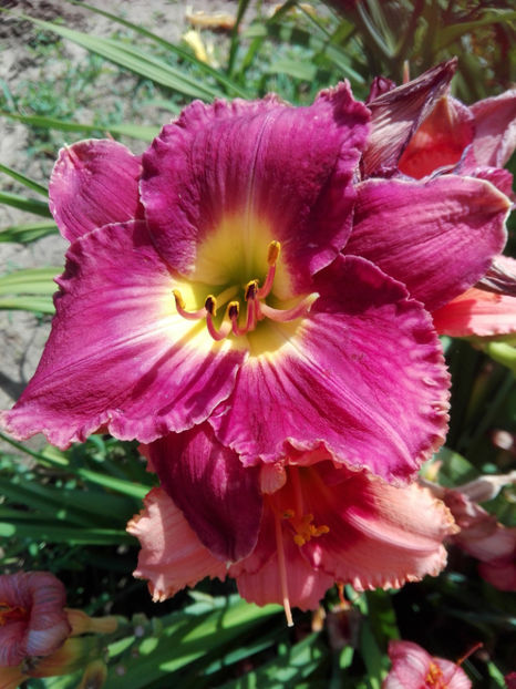  - hemerocallis 2019