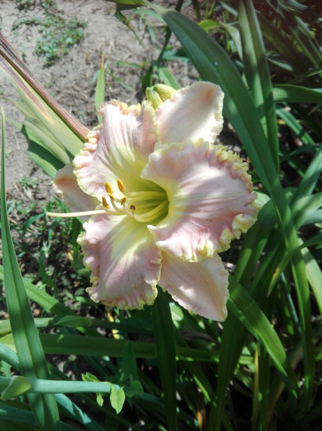  - hemerocallis 2019