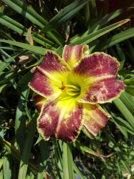  - hemerocallis 2019