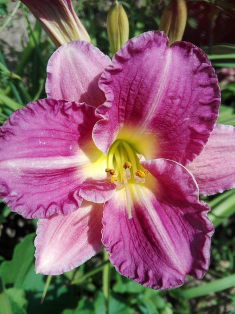  - hemerocallis 2019