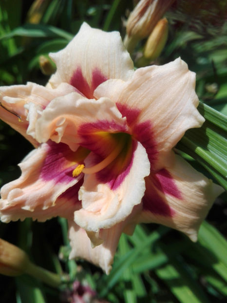  - hemerocallis 2019