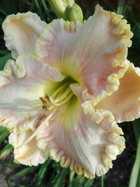  - hemerocallis 2019