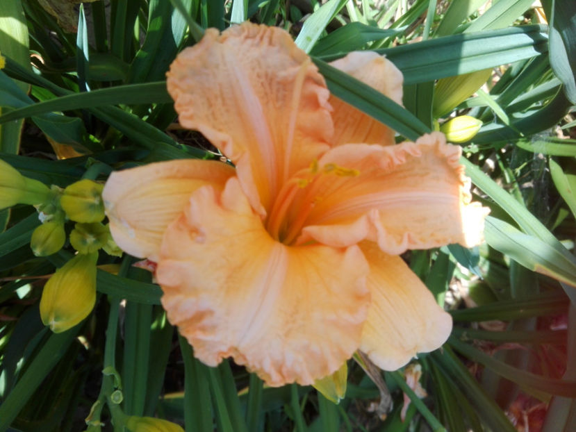  - hemerocallis 2019