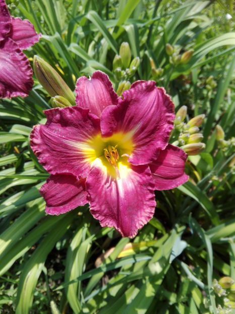  - hemerocallis 2019