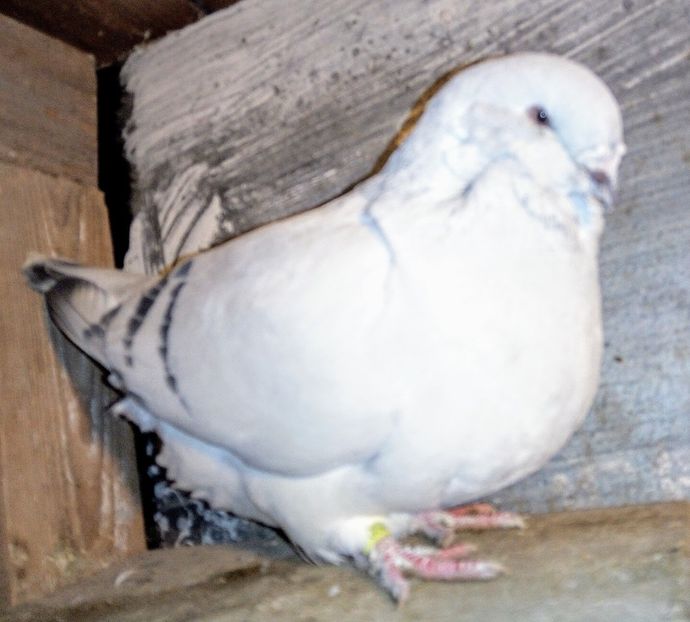  - - A - A - A - A - E N Y A 2019