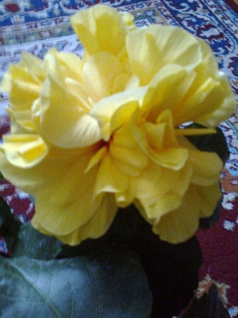 1502787_847846621902163_2564383546070171899_o - HIBISCUSI 1-2019