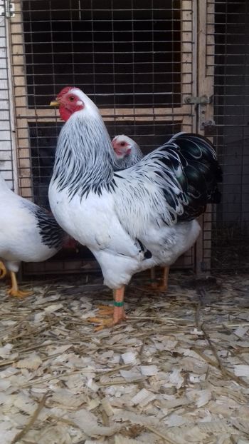  - WYANDOTTE COLUMBIA ALB-NEGRU PITIC