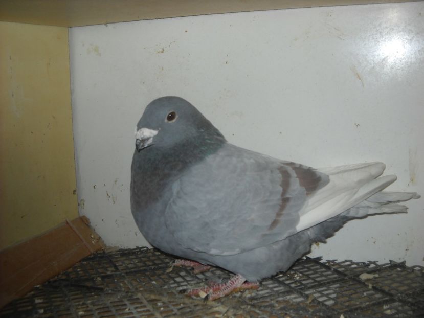  - PORUMBEI VANDUTI 2