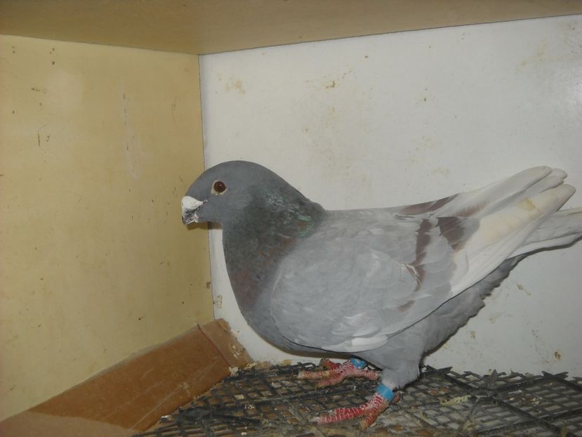  - PORUMBEI VANDUTI 2