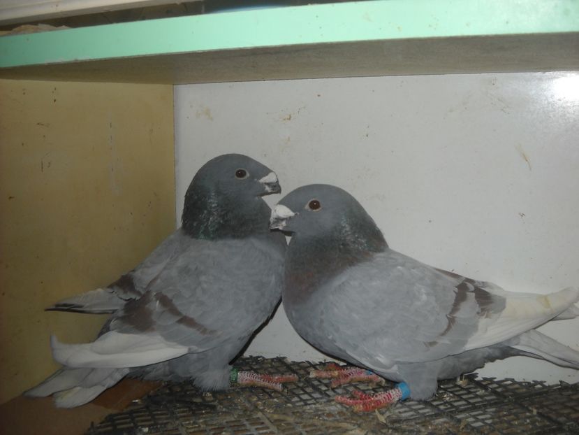  - UNDEVA IN SUCEAVA arhiva