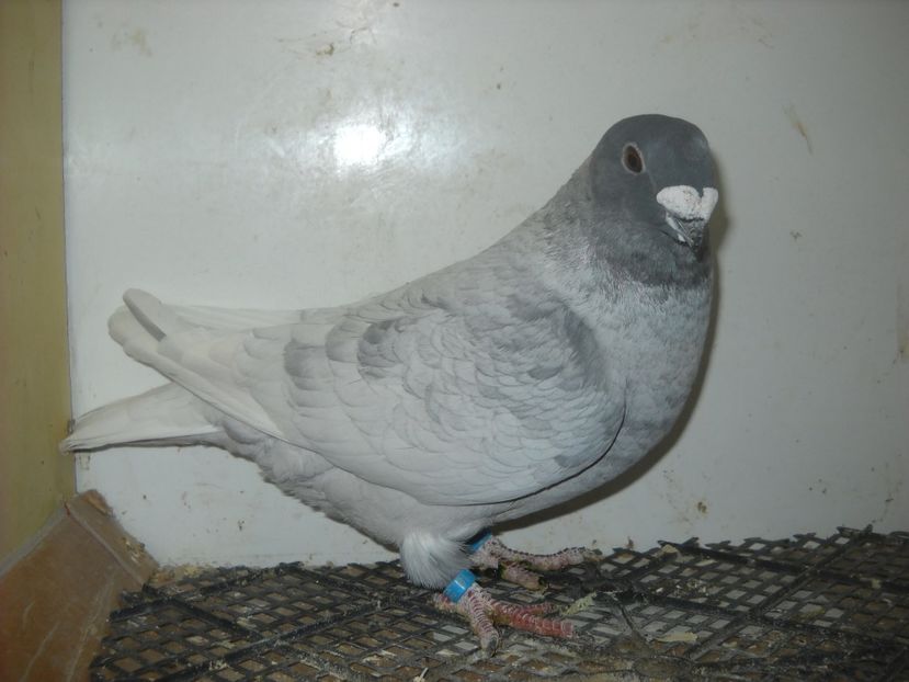  - PORUMBEI VANDUTI 2