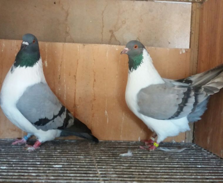 20191206_130227-1 - STRASSER