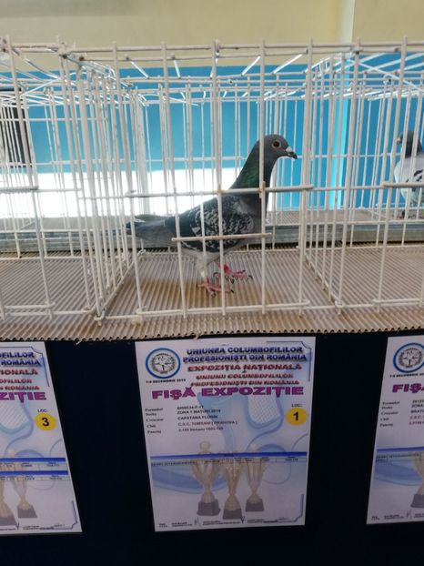  - 2019-Expozitia Nationala UCPR-Targoviste