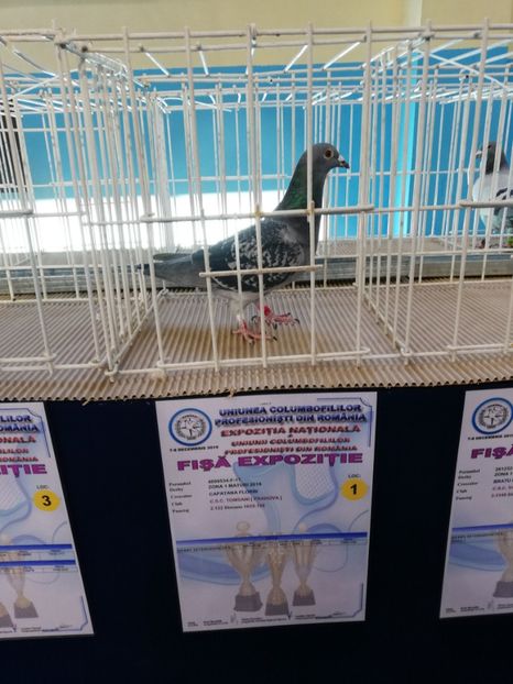  - 2019-Expozitia Nationala UCPR-Targoviste