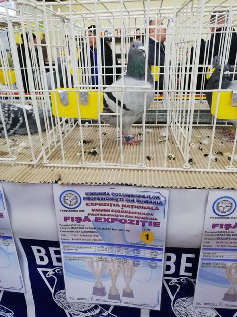  - 2019-Expozitia Nationala UCPR-Targoviste