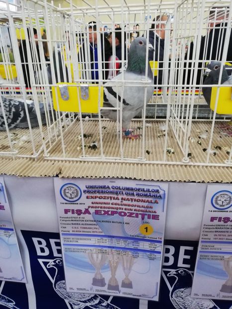  - 2019-Expozitia Nationala UCPR-Targoviste