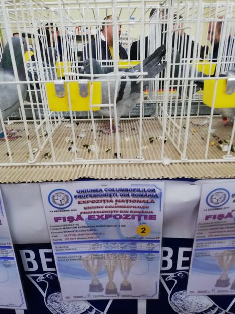  - 2019-Expozitia Nationala UCPR-Targoviste