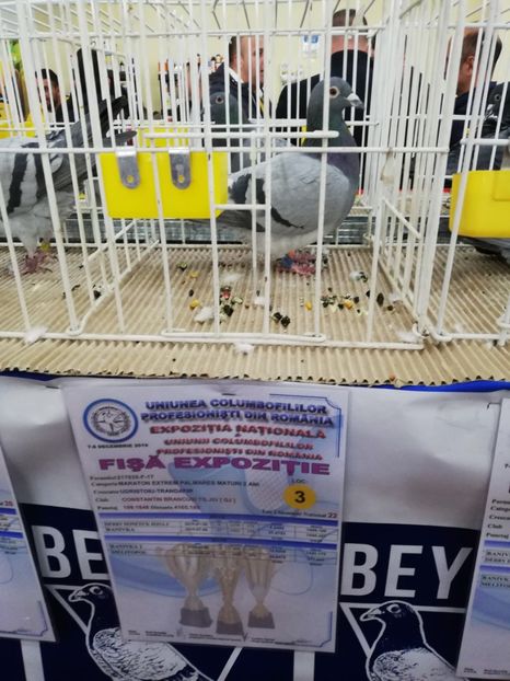  - 2019-Expozitia Nationala UCPR-Targoviste