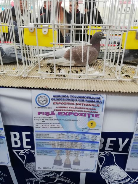  - 2019-Expozitia Nationala UCPR-Targoviste