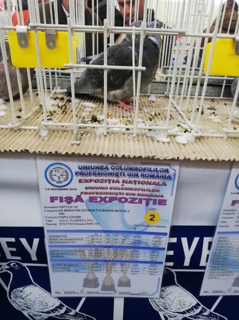  - 2019-Expozitia Nationala UCPR-Targoviste