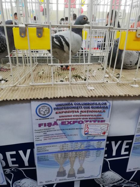  - 2019-Expozitia Nationala UCPR-Targoviste