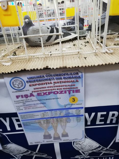  - 2019-Expozitia Nationala UCPR-Targoviste