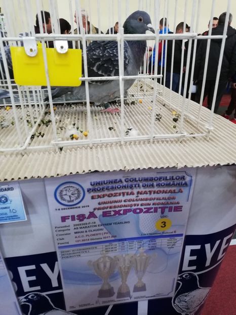  - 2019-Expozitia Nationala UCPR-Targoviste