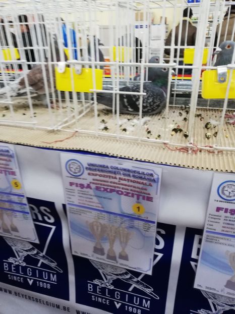  - 2019-Expozitia Nationala UCPR-Targoviste