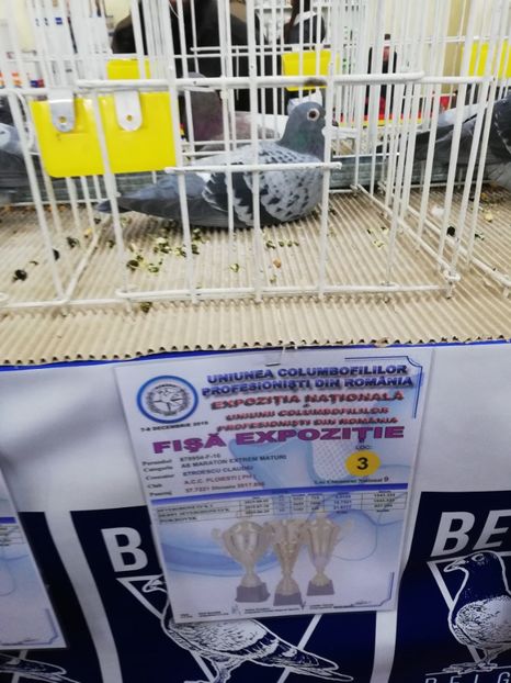  - 2019-Expozitia Nationala UCPR-Targoviste