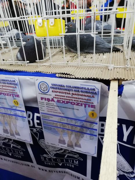  - 2019-Expozitia Nationala UCPR-Targoviste