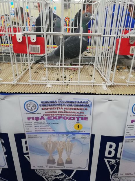  - 2019-Expozitia Nationala UCPR-Targoviste