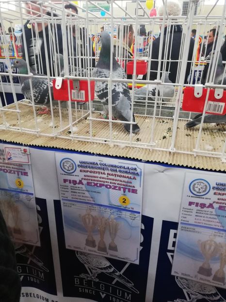  - 2019-Expozitia Nationala UCPR-Targoviste