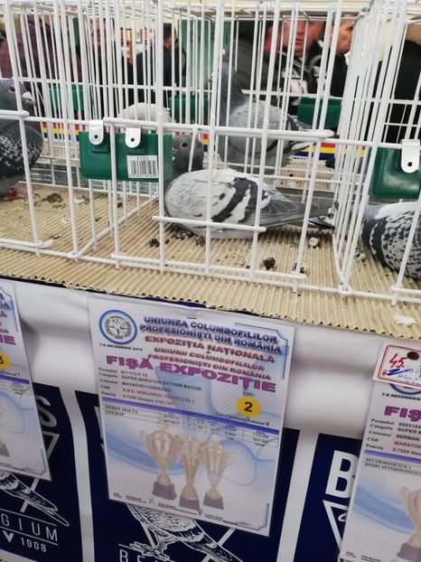  - 2019-Expozitia Nationala UCPR-Targoviste