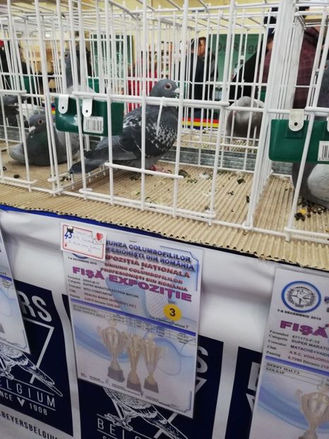  - 2019-Expozitia Nationala UCPR-Targoviste