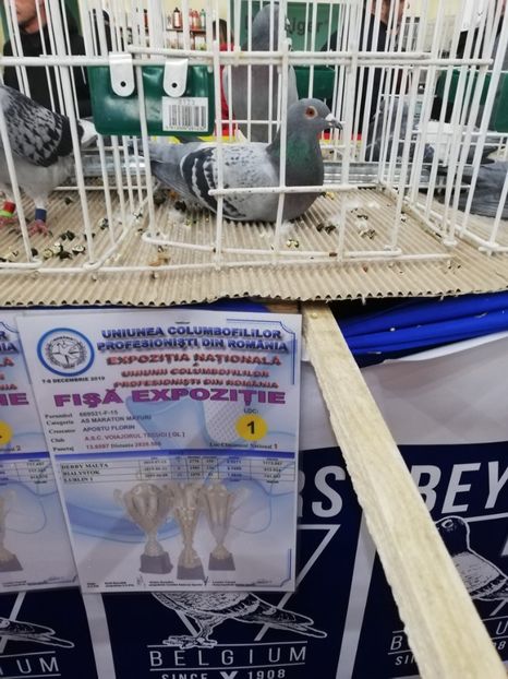  - 2019-Expozitia Nationala UCPR-Targoviste