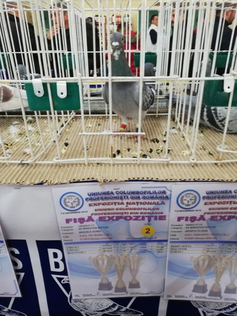  - 2019-Expozitia Nationala UCPR-Targoviste