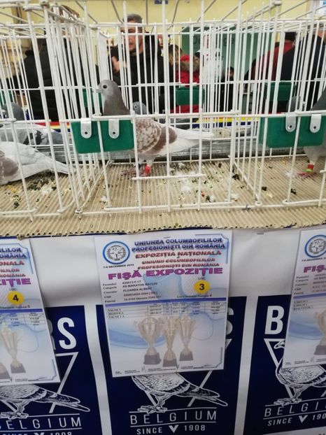  - 2019-Expozitia Nationala UCPR-Targoviste