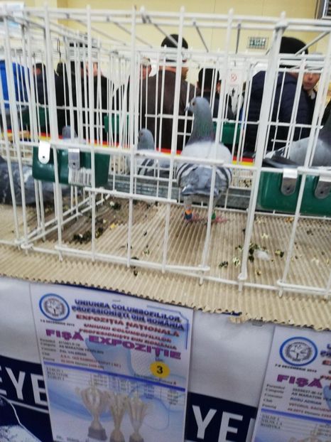  - 2019-Expozitia Nationala UCPR-Targoviste