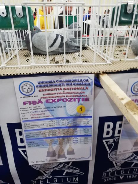  - 2019-Expozitia Nationala UCPR-Targoviste