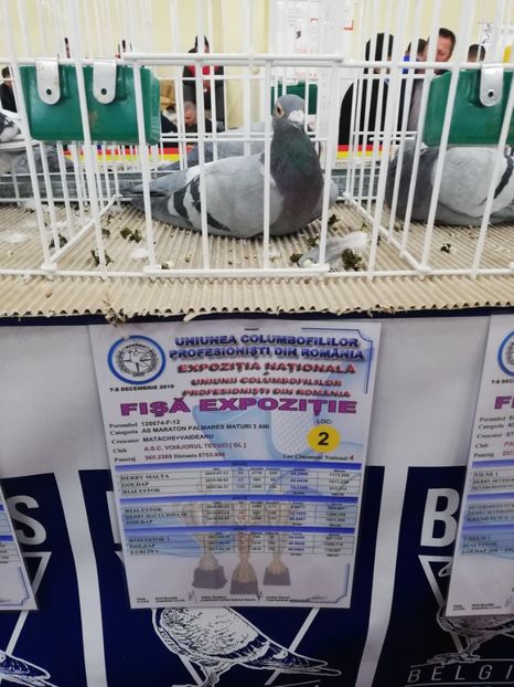  - 2019-Expozitia Nationala UCPR-Targoviste