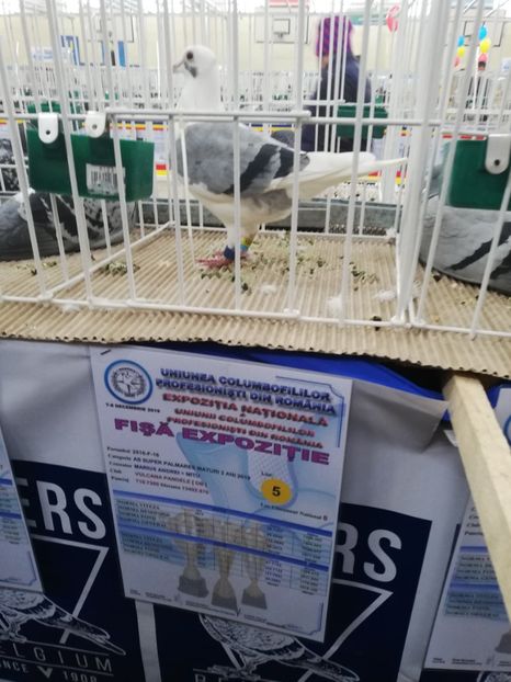  - 2019-Expozitia Nationala UCPR-Targoviste