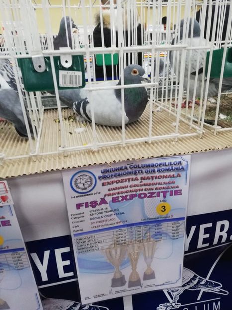  - 2019-Expozitia Nationala UCPR-Targoviste