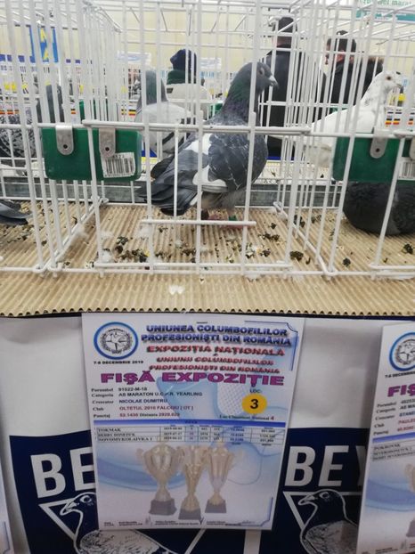  - 2019-Expozitia Nationala UCPR-Targoviste