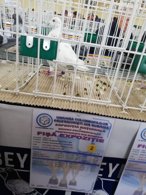  - 2019-Expozitia Nationala UCPR-Targoviste