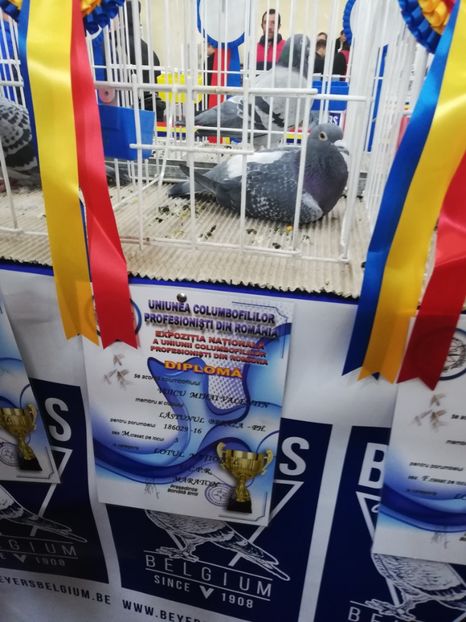  - 2019-Expozitia Nationala UCPR-Targoviste