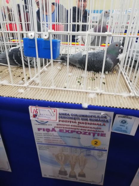  - 2019-Expozitia Nationala UCPR-Targoviste