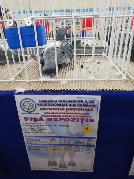  - 2019-Expozitia Nationala UCPR-Targoviste