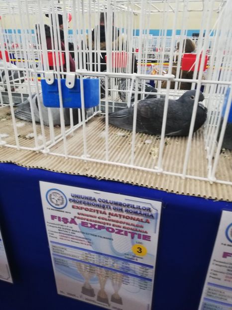  - 2019-Expozitia Nationala UCPR-Targoviste